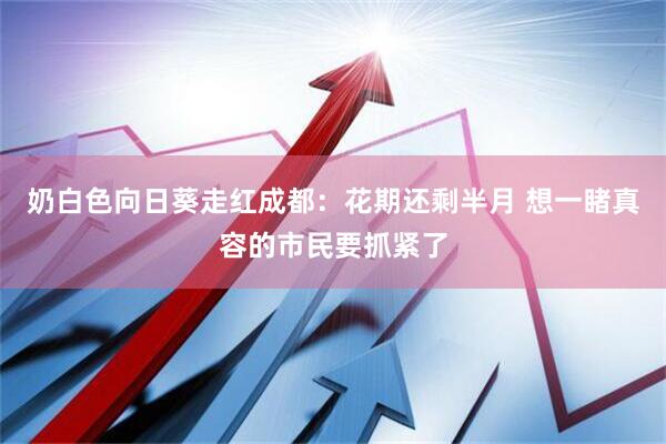 奶白色向日葵走红成都：花期还剩半月 想一睹真容的市民要抓紧了